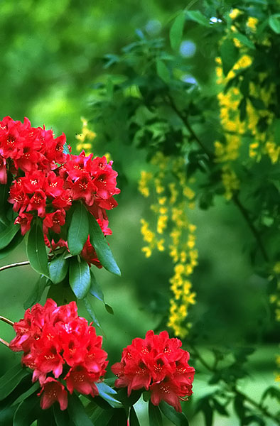 30 Frank Mueller